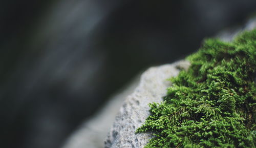 Close-up of moss on rock