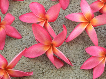 Close-up of pink flowering plants