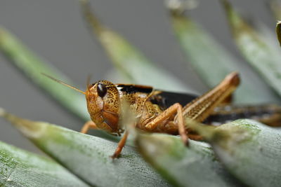 Close-up of insect