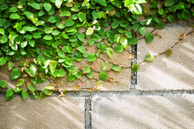 Close-up of ivy growing on wall