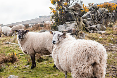 Sheep on field against sky