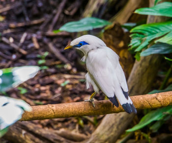 Close-up of bird perching on branch