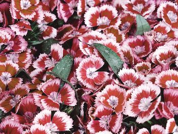 Full frame shot of pink flowering plants