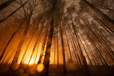 Glowing forest on foggy night, orange glow x-files light