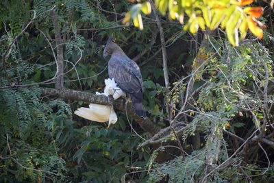 Bird perching on a tree