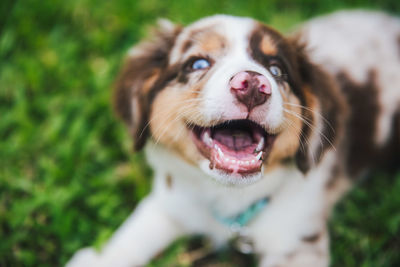 Close-up portrait of a dog