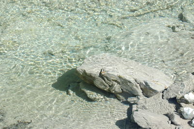 Close-up of lizard on sand at beach