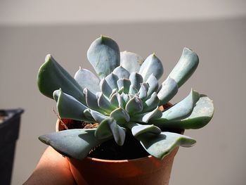 Close-up of cactus in pot