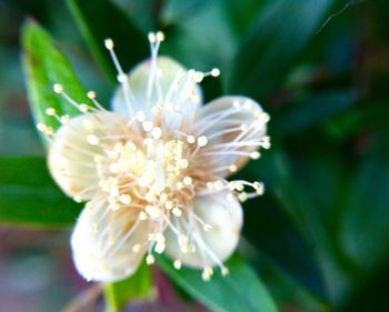 Close-up of fresh white flower