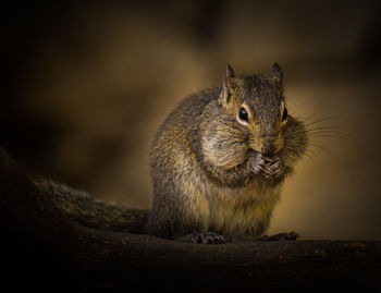 Close-up of squirrel on wood