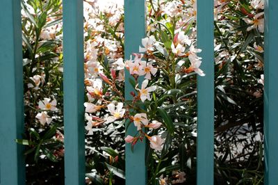 Close-up of flowers growing on tree