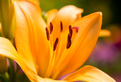 Closeup of a daylily flower