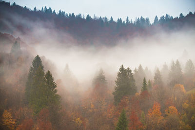 Trees in forest during autumn against sky