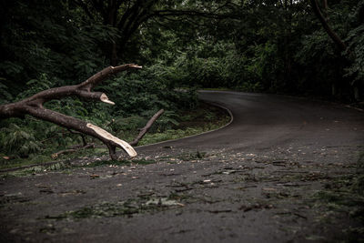 Road amidst trees in forest