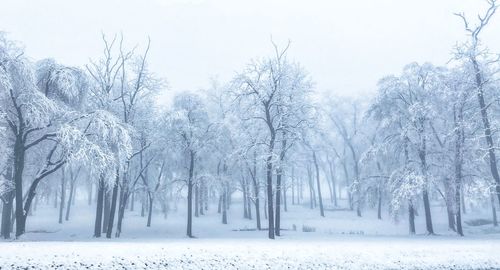 Trees on snow covered field during winter