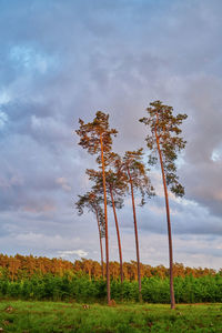 Trees on field against sky