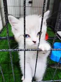 Close-up portrait of a cat in cage