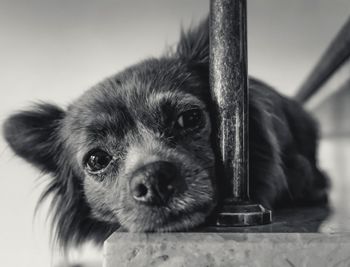 Close-up portrait of puppy