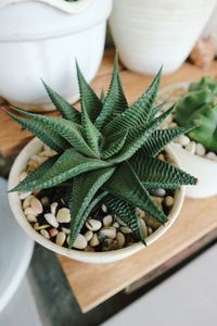 High angle view of succulent plant on table