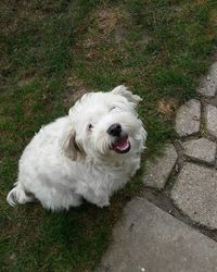 High angle portrait of dog on grass