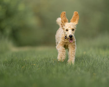 Dog running in a field