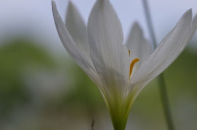 Macro shot of flower