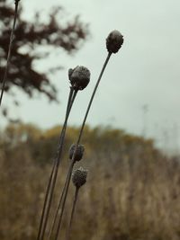 Close up of dandelion