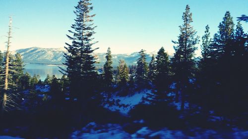 Trees in forest during winter