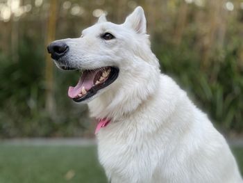 Close-up of dog looking away