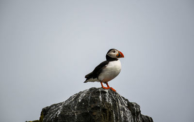 Bird perching on rock