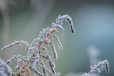 frost