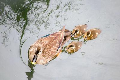 High angle view of goose with goslings swimming in lake