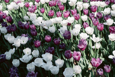 High angle view of purple flowering plants