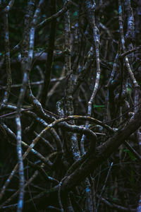 Close-up of tree in forest