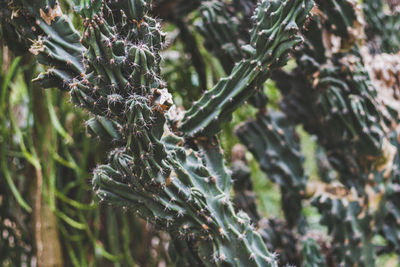 Close-up of a cactus