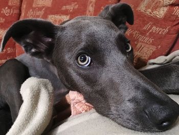 Close-up portrait of dog