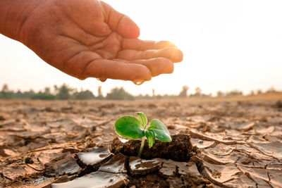 Close-up of person hand holding plant on field