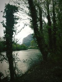 Scenic view of river in forest against sky