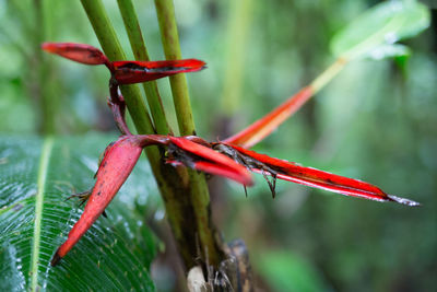 Close-up of leaves against blurred background