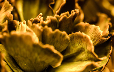 Full frame shot of flowers