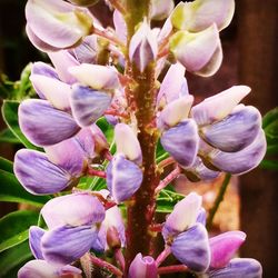 Close-up of purple flowers