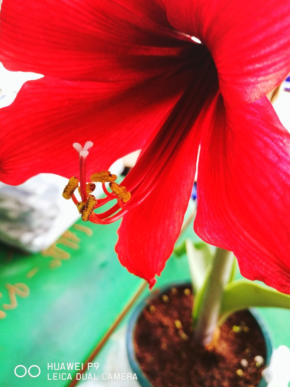 CLOSE-UP OF RED FLOWER AND PLANT