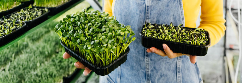 Woman holding box with microgreen, small business indoor vertical farm. close-up 