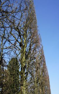 Low angle view of trees against blue sky