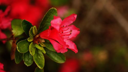 Close-up of pink rose plant