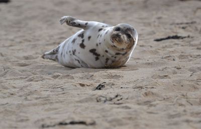 Close-up of a dog on beach
