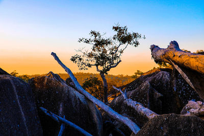 Close-up of tree against sky at sunset