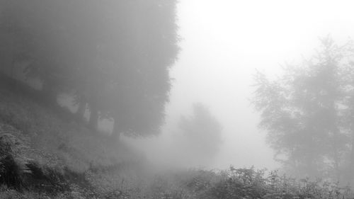 Scenic view of field in foggy weather