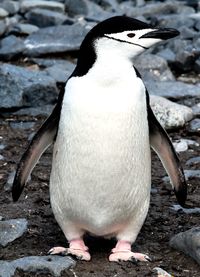 Close-up of penguin