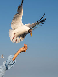 Seagull flying in the beautiful sky, chasing after food that a tourist come to feed on it.